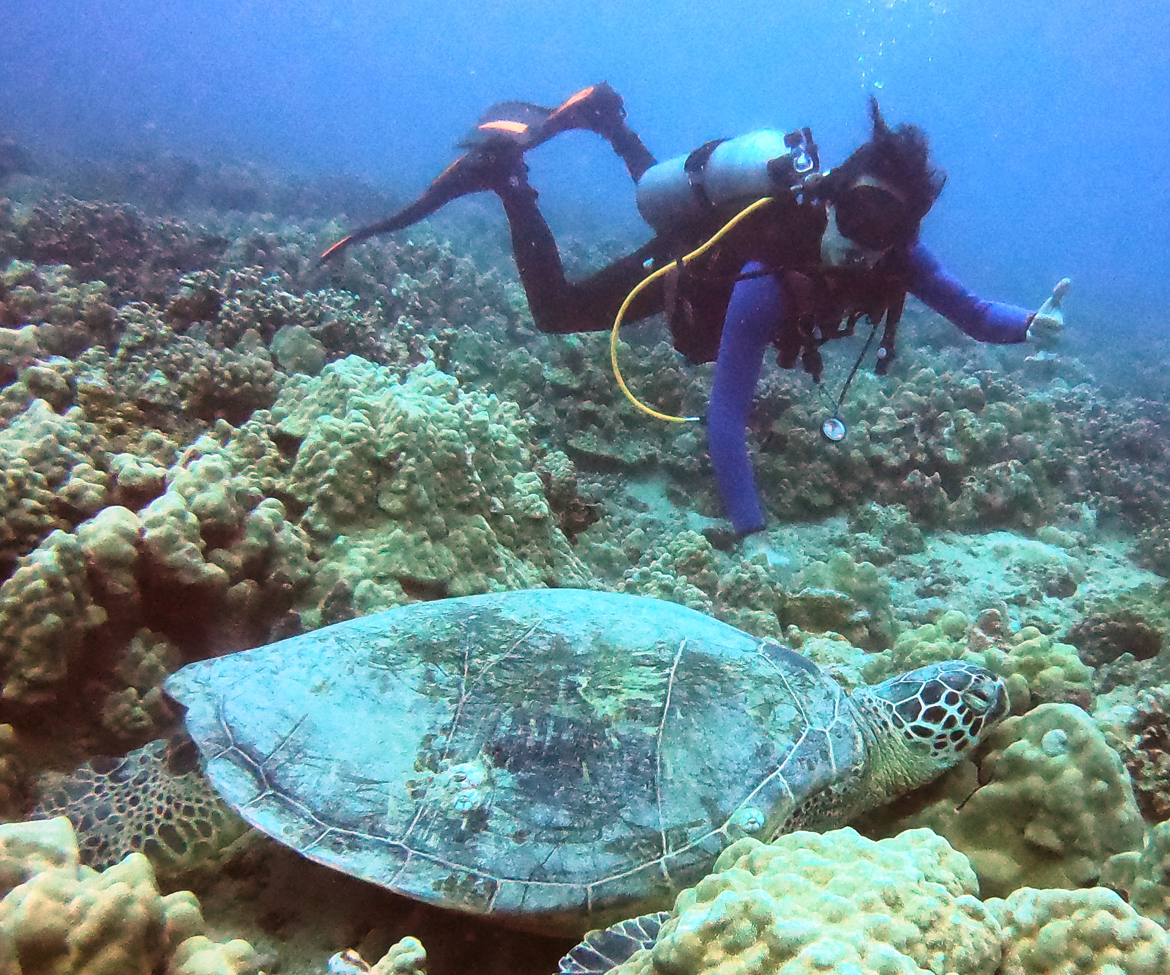 SCUBA diving with Honolulu Honu Divers